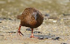 Weka